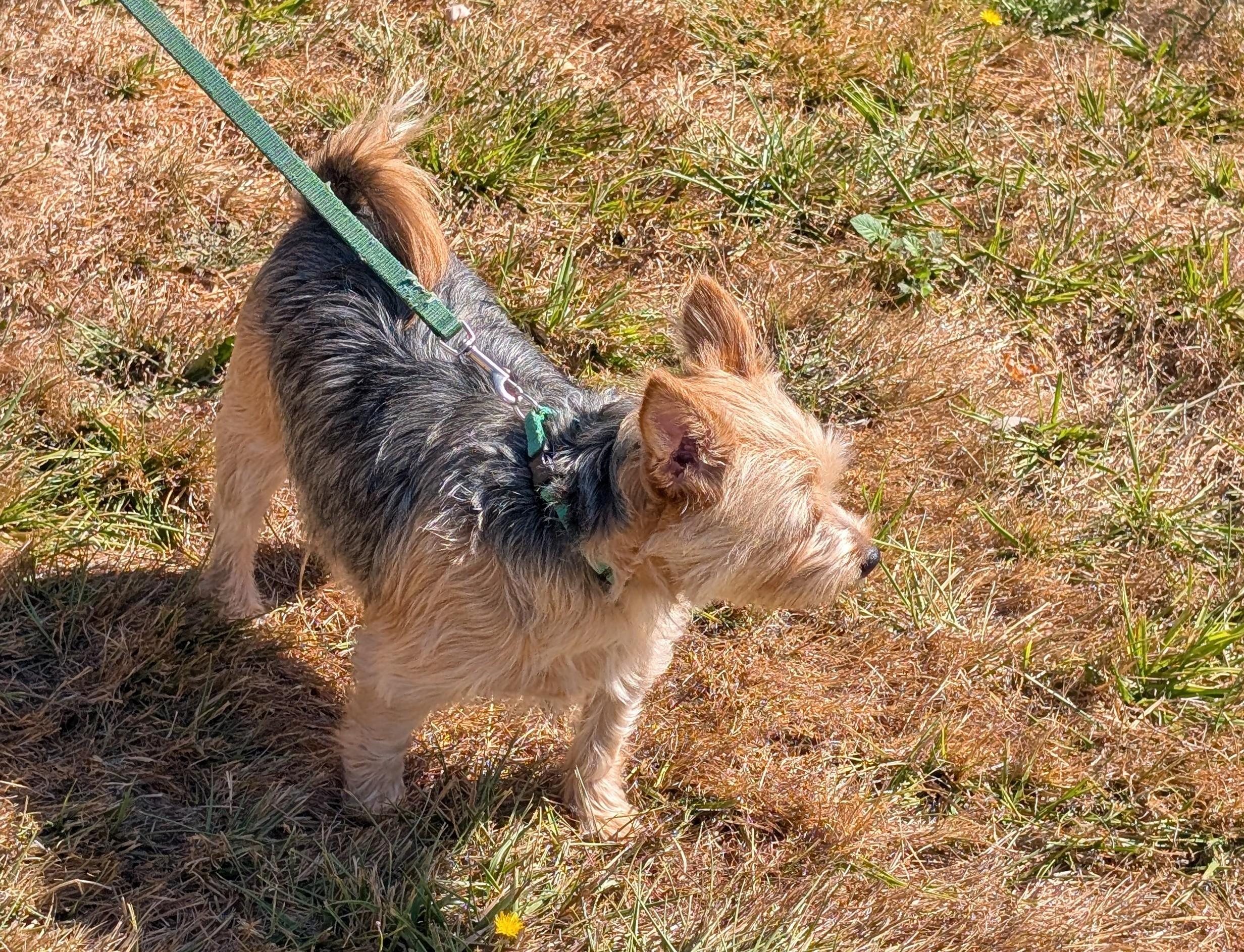 Enlarge Sheri Jo - App. Pending, a Adoptable mixed breed in Sweet Home, OR image 4/5