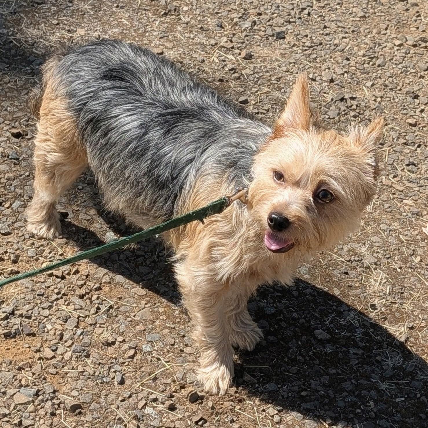 Sheri Jo - App. Pending, Adoptable, Adult Female Yorkshire Terrier & Norwich Terrier.