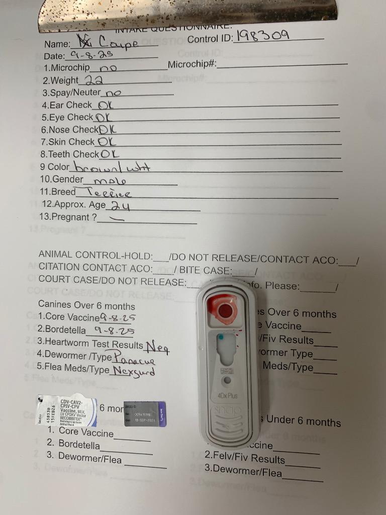 Enlarge Coupe, a Adoptable Terrier in Albany, GA image 1/6