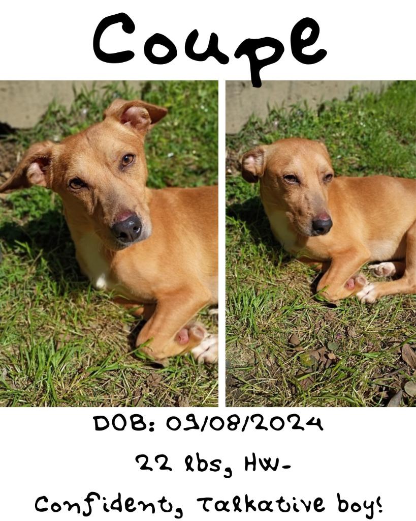 Coupe, Adoptable, Young Male Terrier.