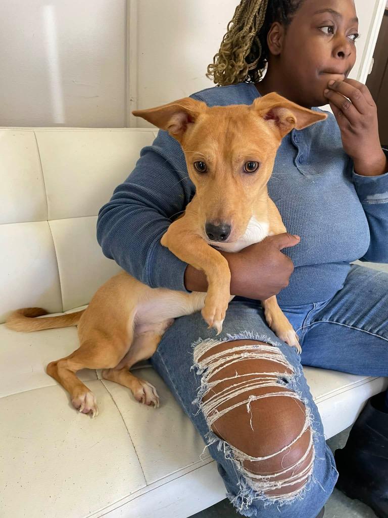 Enlarge Coupe, a Adoptable Terrier in Albany, GA image 2/6