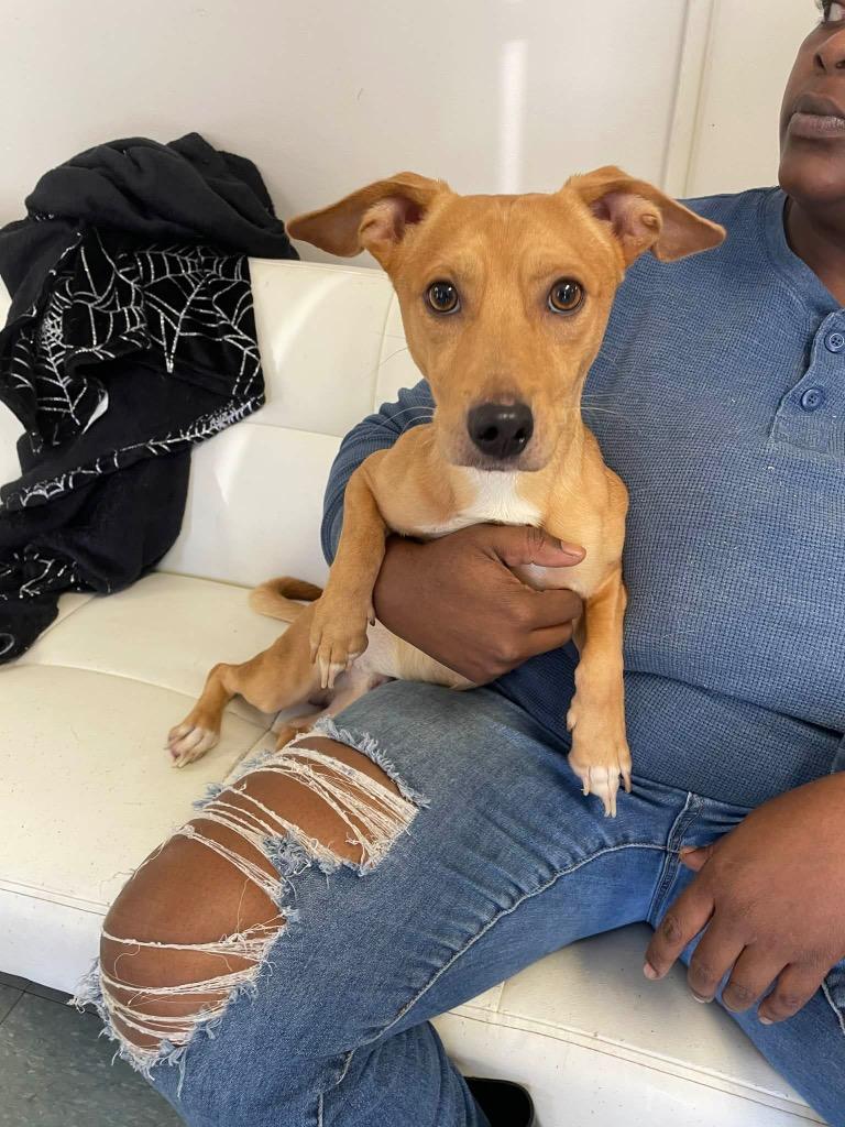 Enlarge Coupe, a Adoptable Terrier in Albany, GA image 3/6