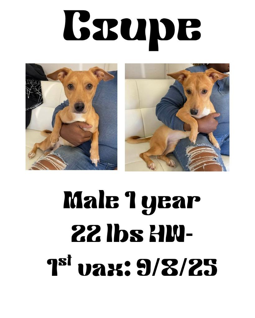 Enlarge Coupe, a Adoptable Terrier in Albany, GA image 4/6