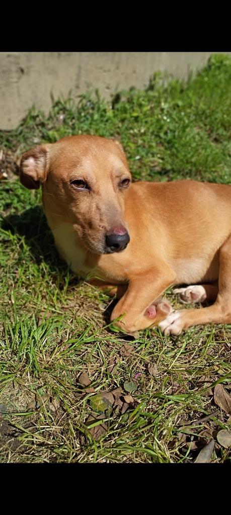 Enlarge Coupe, a Adoptable Terrier in Albany, GA image 4/5