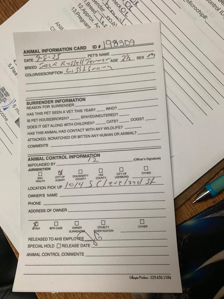 Enlarge Coupe, a Adoptable Terrier in Albany, GA image 5/6