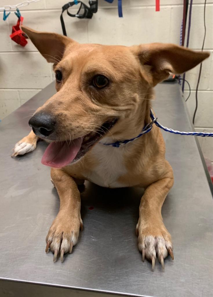 Enlarge Coupe, a Adoptable Terrier in Albany, GA image 6/6