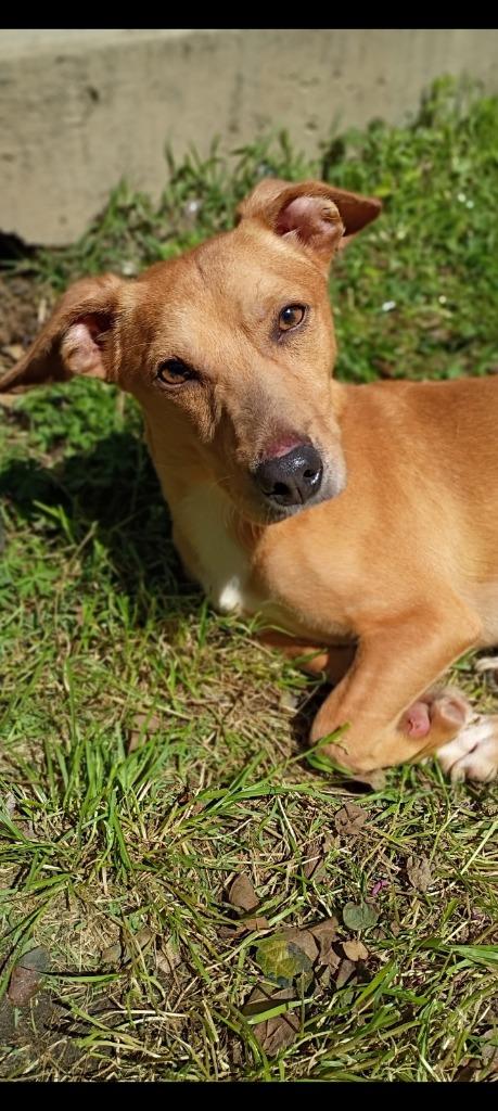 Enlarge Coupe, a Adoptable Terrier in Albany, GA image 5/5