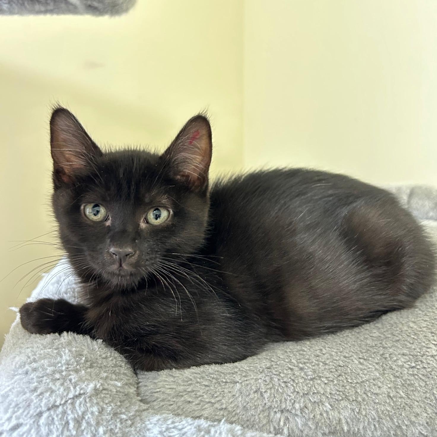 WYNKEN, Adoptable, Kitten Male Domestic Short Hair & Domestic Medium Hair.