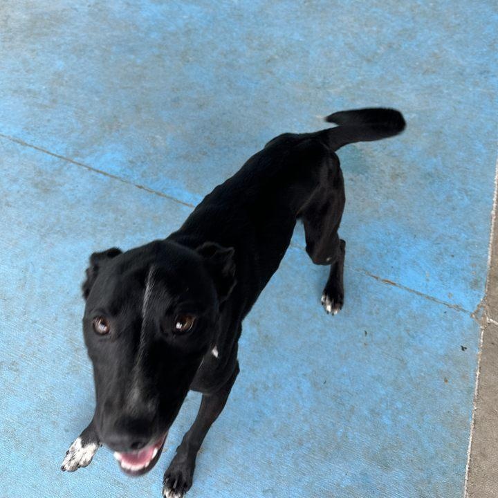 Enlarge Ivy (Flower), an adoptable mixed breed in Springfield, MO image 4/6