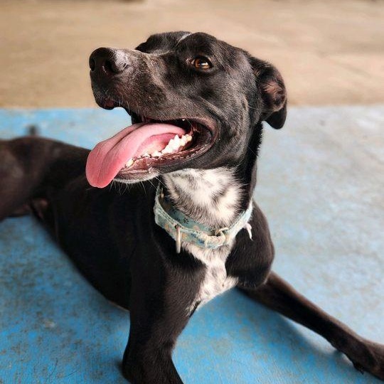 Ivy (Flower), adoptable, Young Female Australian Cattle Dog / Blue Heeler.