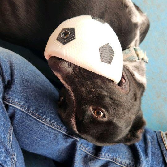 Enlarge Ivy (Flower), an adoptable mixed breed in Springfield, MO image 2/6