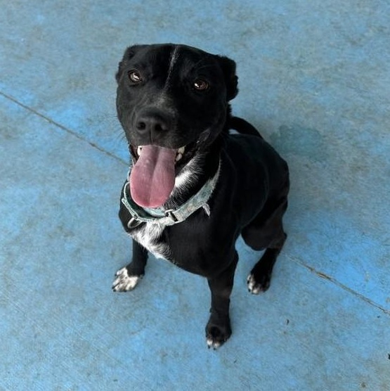 Enlarge Ivy (Flower), an adoptable mixed breed in Springfield, MO image 3/6