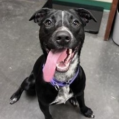 Enlarge Ivy (Flower), an adoptable mixed breed in Springfield, MO image 6/6