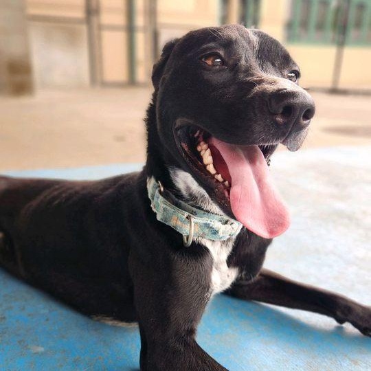 Enlarge Ivy (Flower), an adoptable mixed breed in Springfield, MO image 5/6
