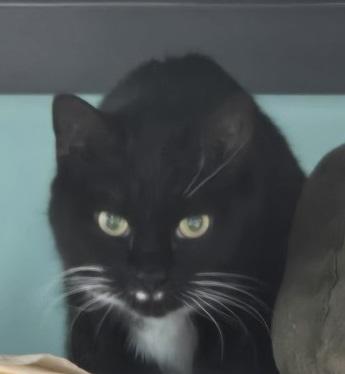 Enlarge Licorice, a Adoptable Domestic Short Hair in Caribou, ME image 1/1
