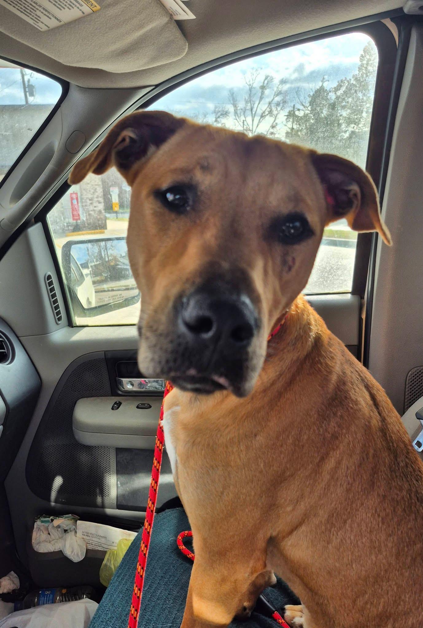 Scooby, an adoptable mixed breed in Ponchatoula, LA image 2/5