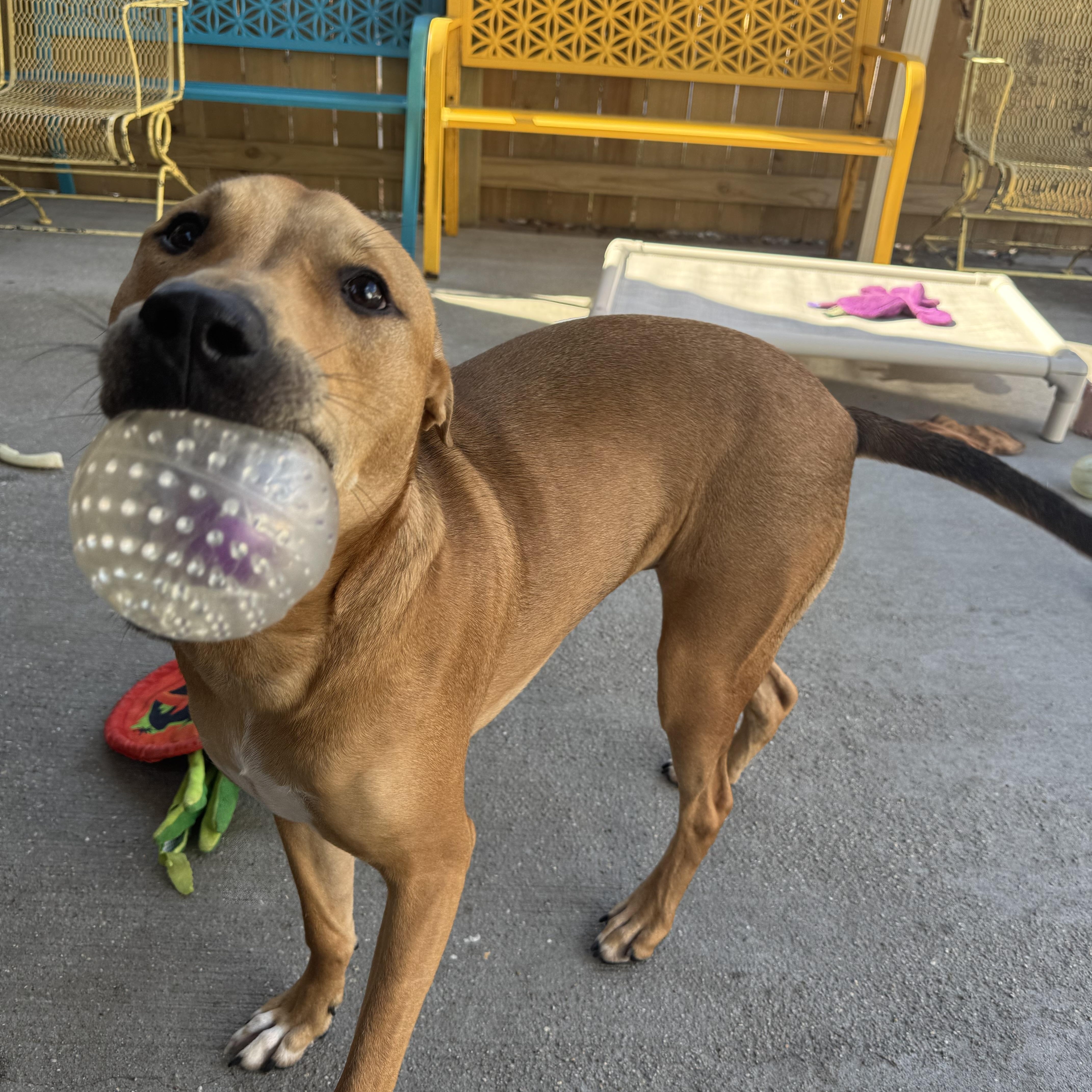 Enlarge Scooby, a Adoptable mixed breed in Ponchatoula, LA image 3/4