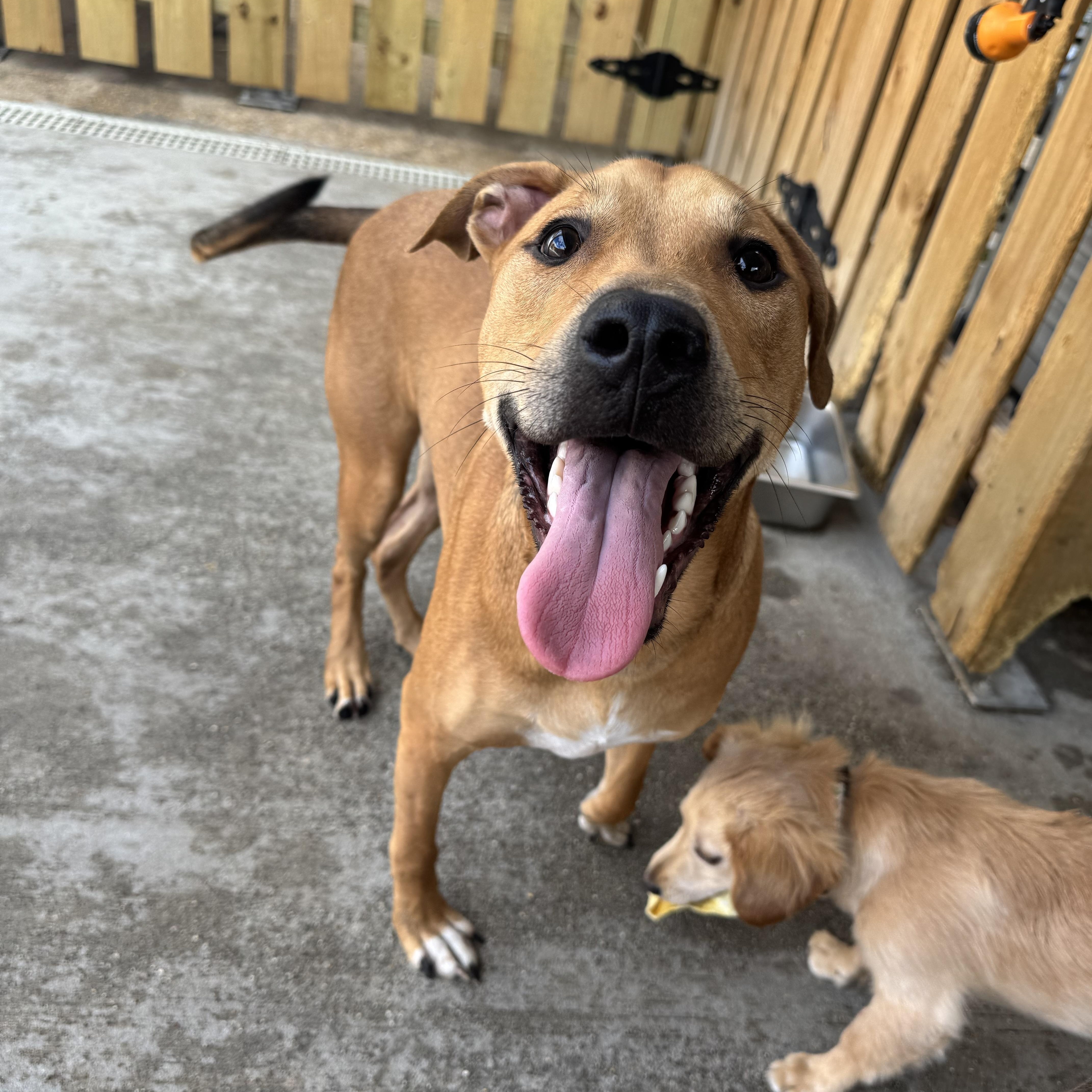 Enlarge Scooby, a Adoptable mixed breed in Ponchatoula, LA image 2/4