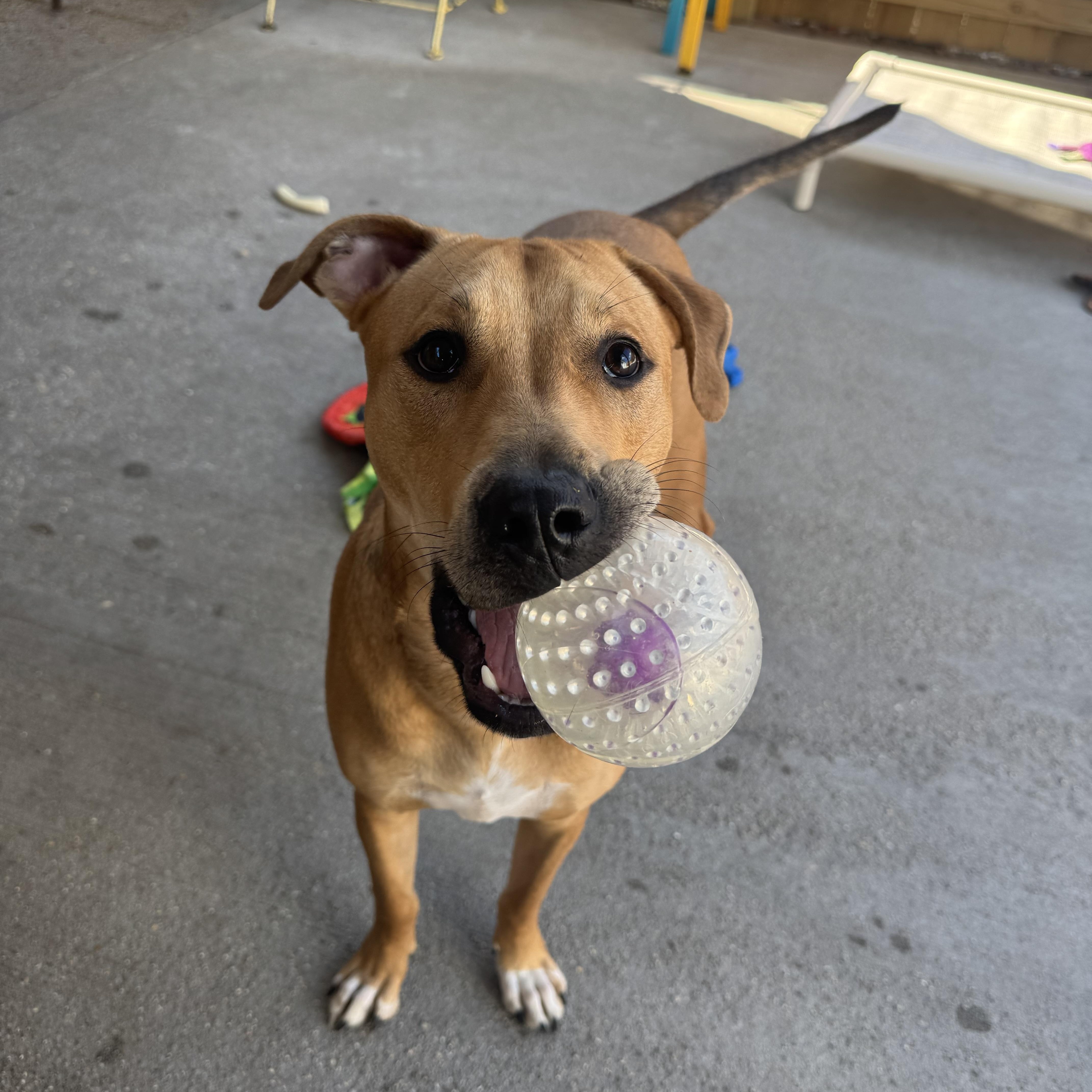 Scooby, Adoptable, Young Male Pit Bull Terrier & Labrador Retriever.