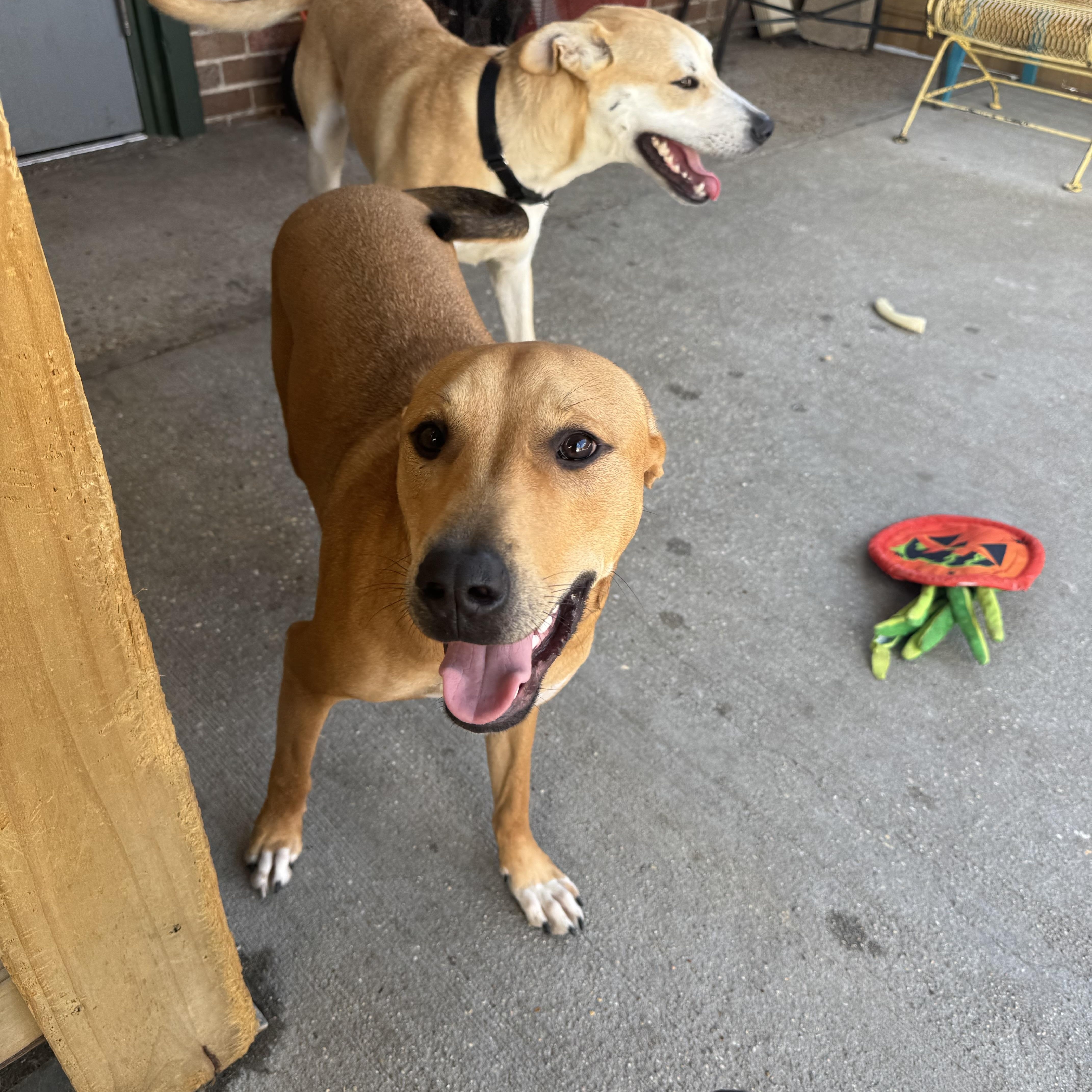 Enlarge Scooby, a Adoptable mixed breed in Ponchatoula, LA image 4/4