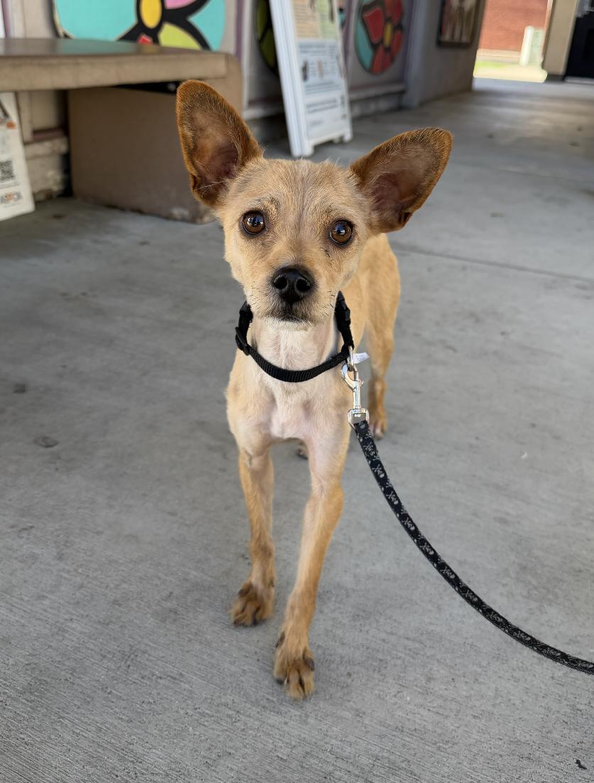 Enlarge Pippa, a ADOPTABLE mixed breed in Santa Ana, CA image 2/6