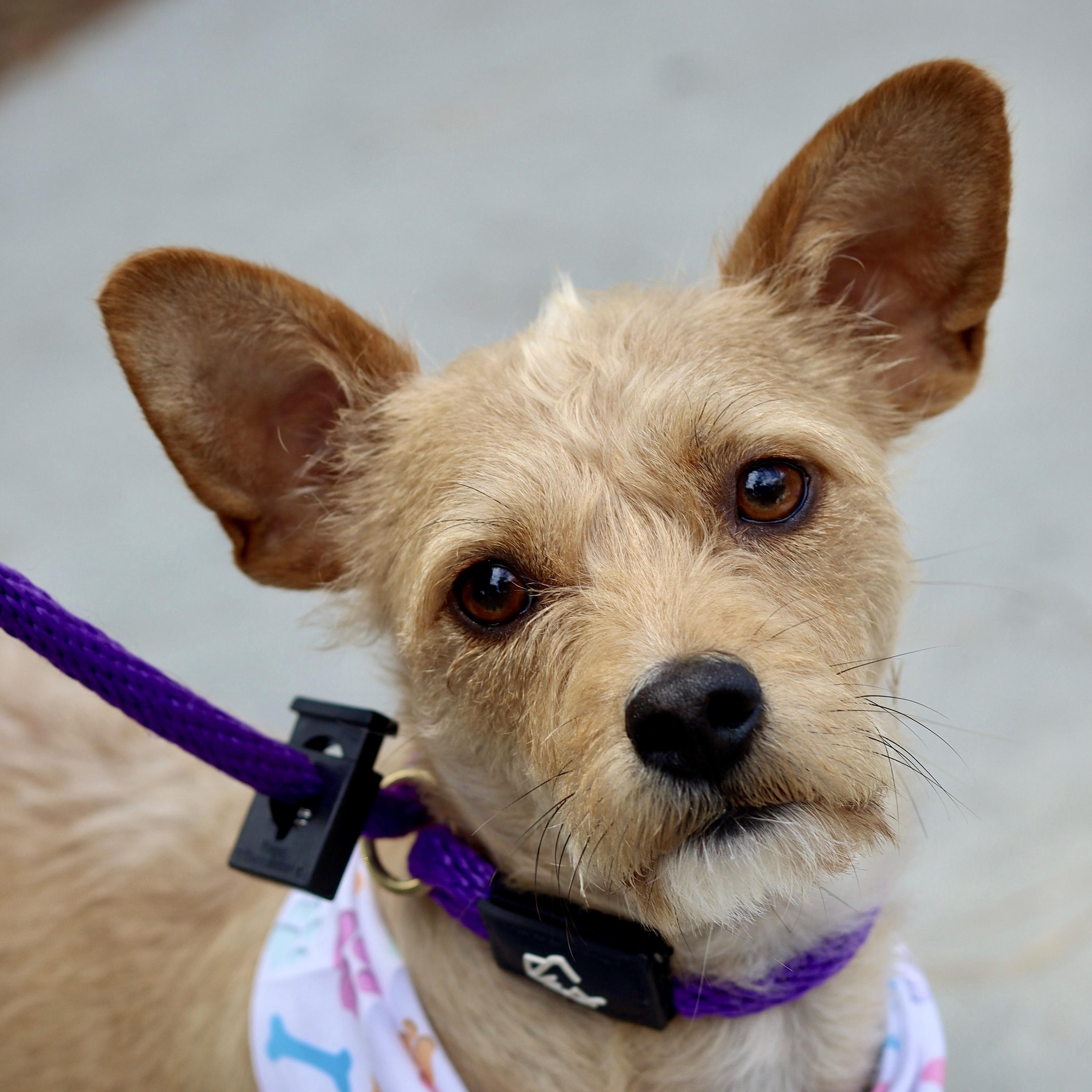 Pippa, ADOPTABLE, Young Female Chihuahua & Cairn Terrier.