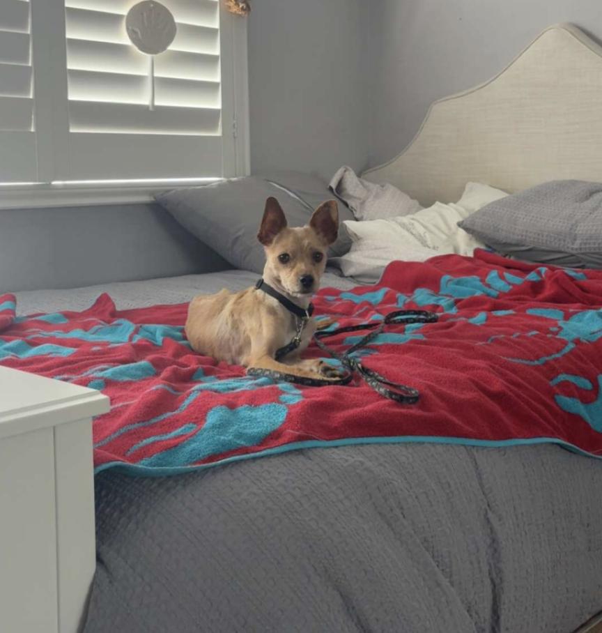 Enlarge Pippa, a ADOPTABLE mixed breed in Santa Ana, CA image 6/6