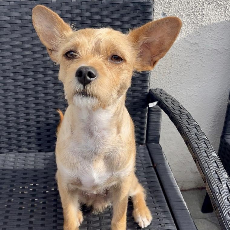 Enlarge Pippa, a ADOPTABLE mixed breed in Santa Ana, CA image 1/6