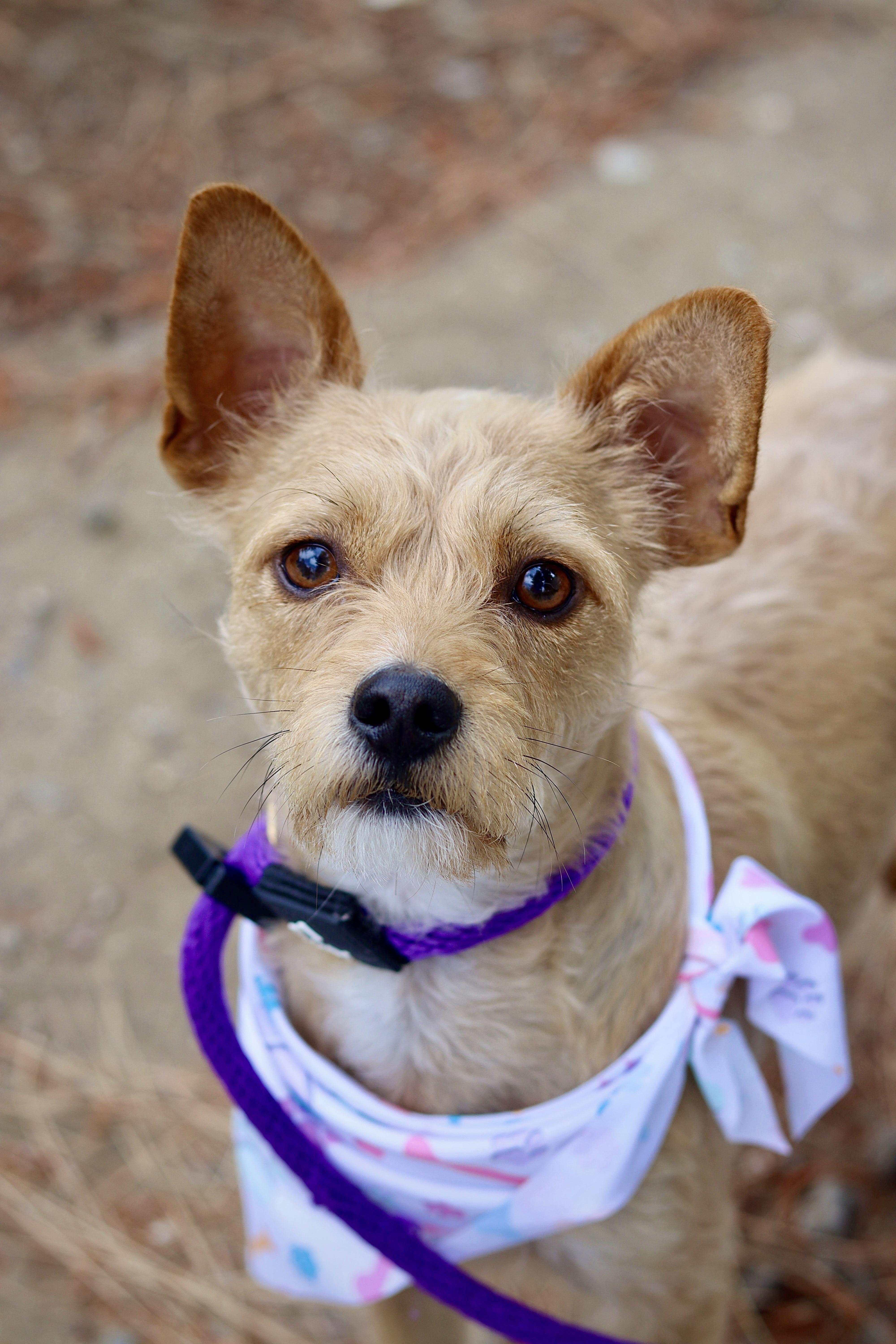 Enlarge Pippa, a ADOPTABLE mixed breed in Santa Ana, CA image 2/6