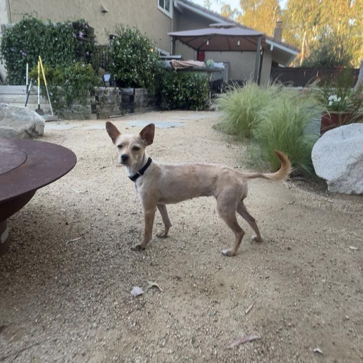 Enlarge Pippa, a ADOPTABLE mixed breed in Santa Ana, CA image 5/6