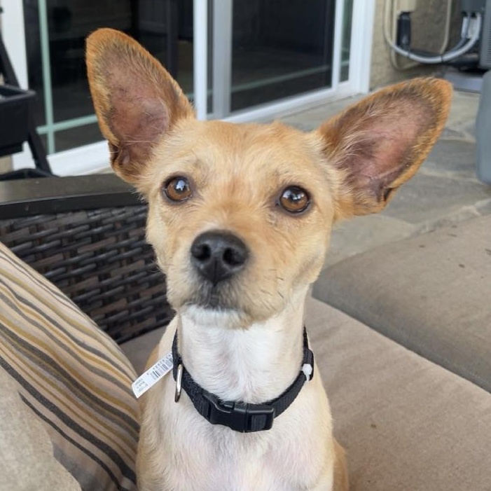 Pippa, ADOPTABLE, Young Female Chihuahua & Cairn Terrier.