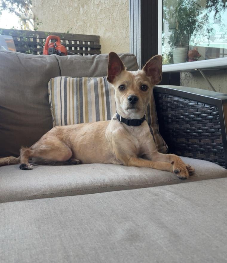 Enlarge Pippa, a ADOPTABLE mixed breed in Santa Ana, CA image 4/6