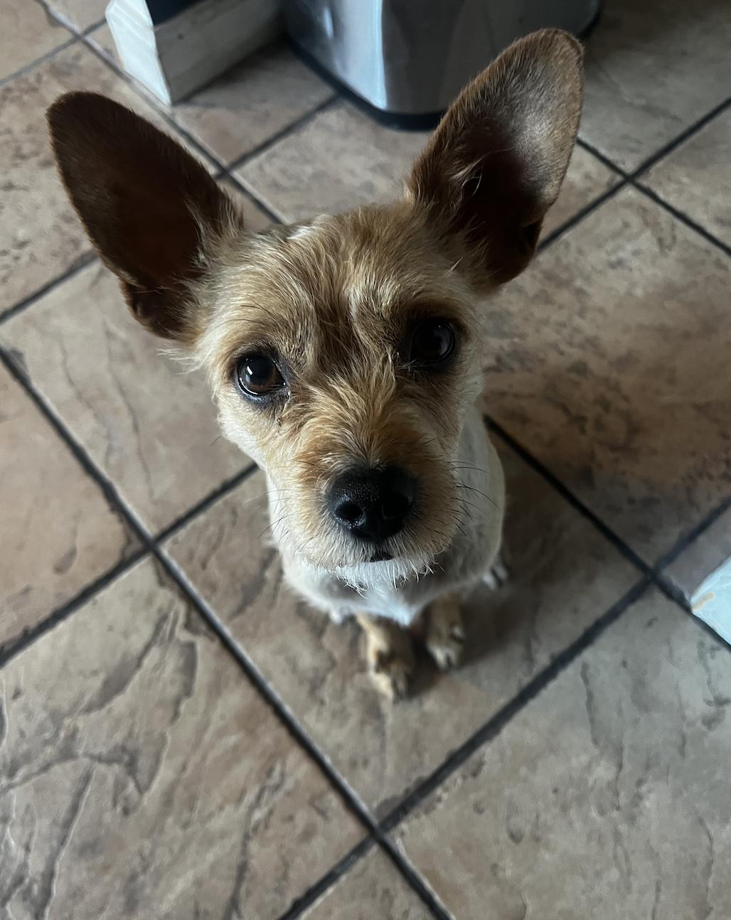 Enlarge Pippa, a ADOPTABLE mixed breed in Santa Ana, CA image 2/6