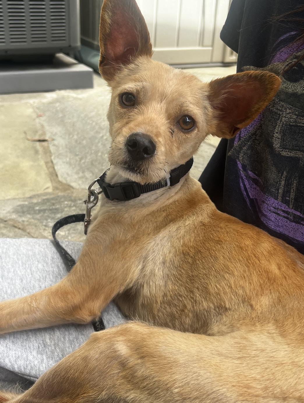 Enlarge Pippa, a ADOPTABLE mixed breed in Santa Ana, CA image 3/6