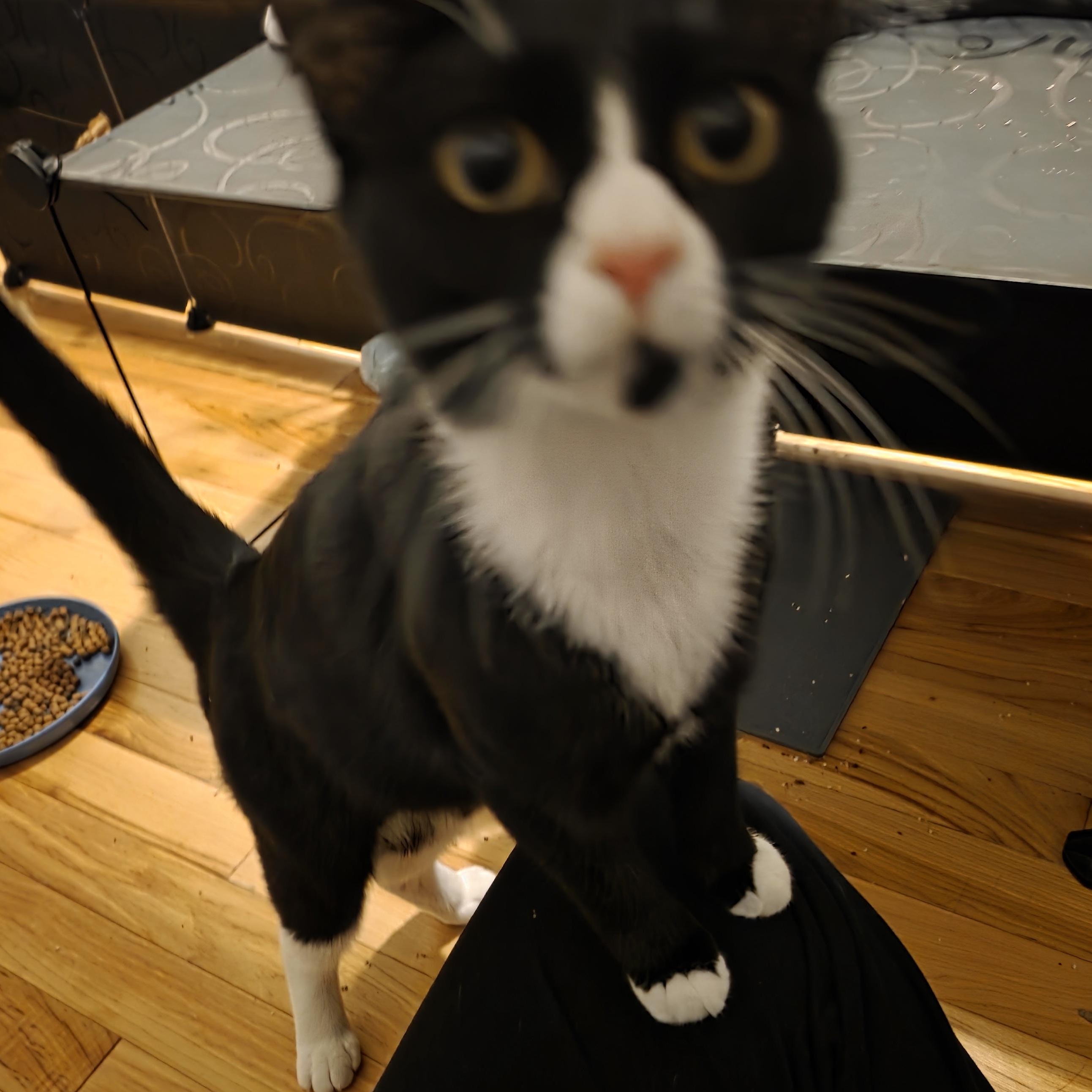 Theia, Adoptable, Young Female Domestic Short Hair & Tuxedo.