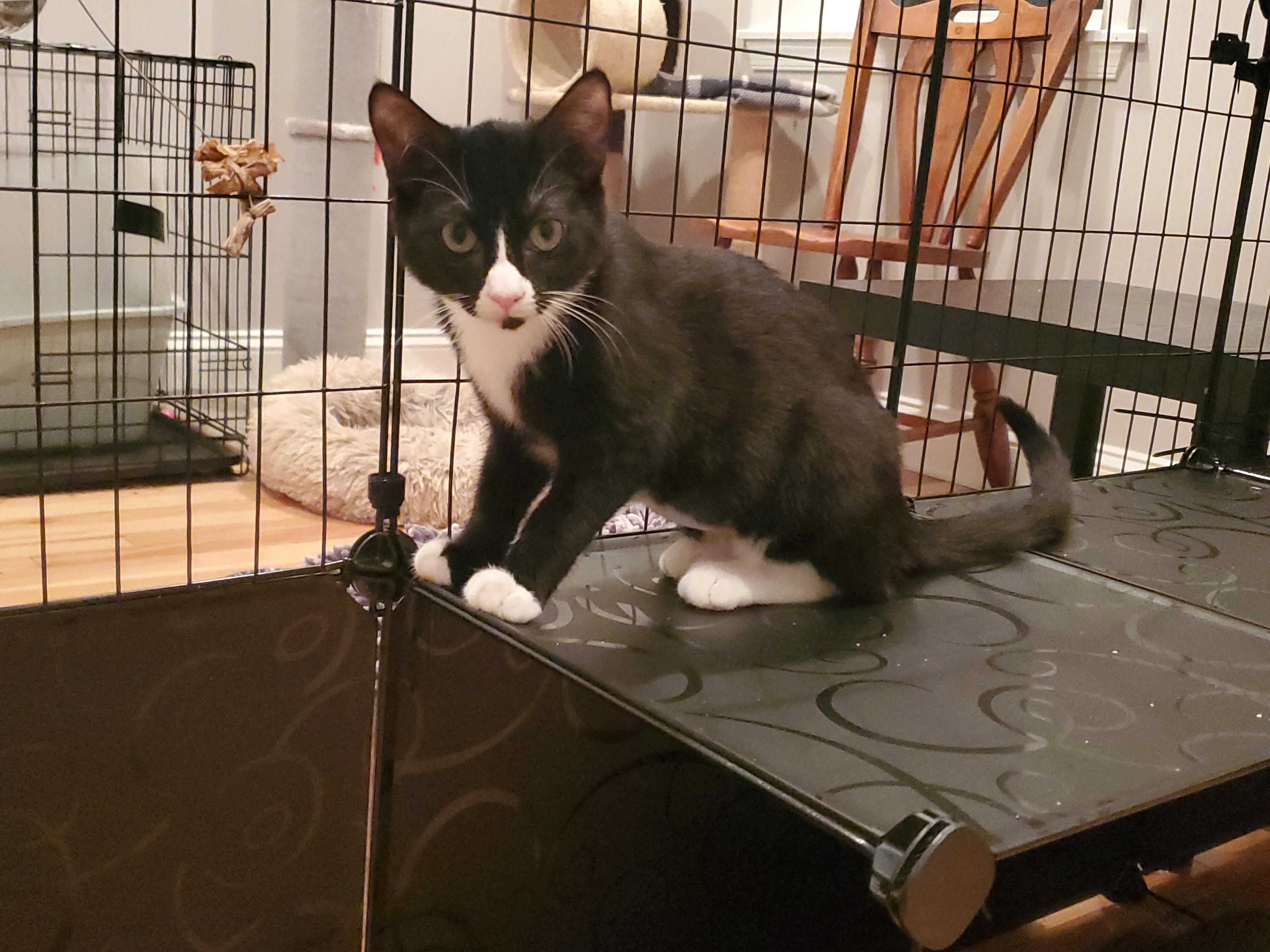 Enlarge Theia, a Adoptable mixed breed in Baltimore, MD image 3/3