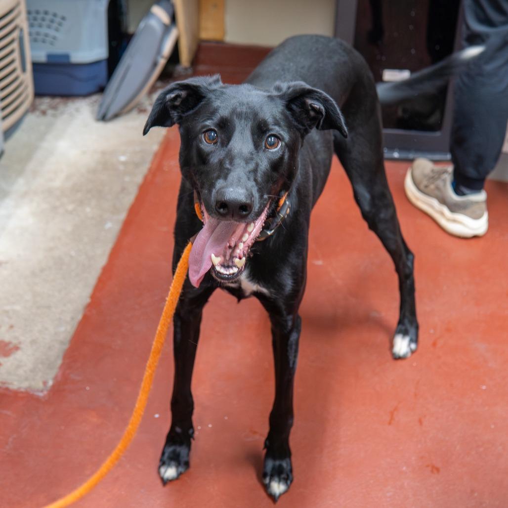 Boone, Adoptable, Adult Male Doberman Pinscher & Shepherd.