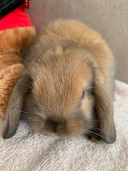 Chewy aka Chewbacca, a Adoptable mixed breed image 1/8