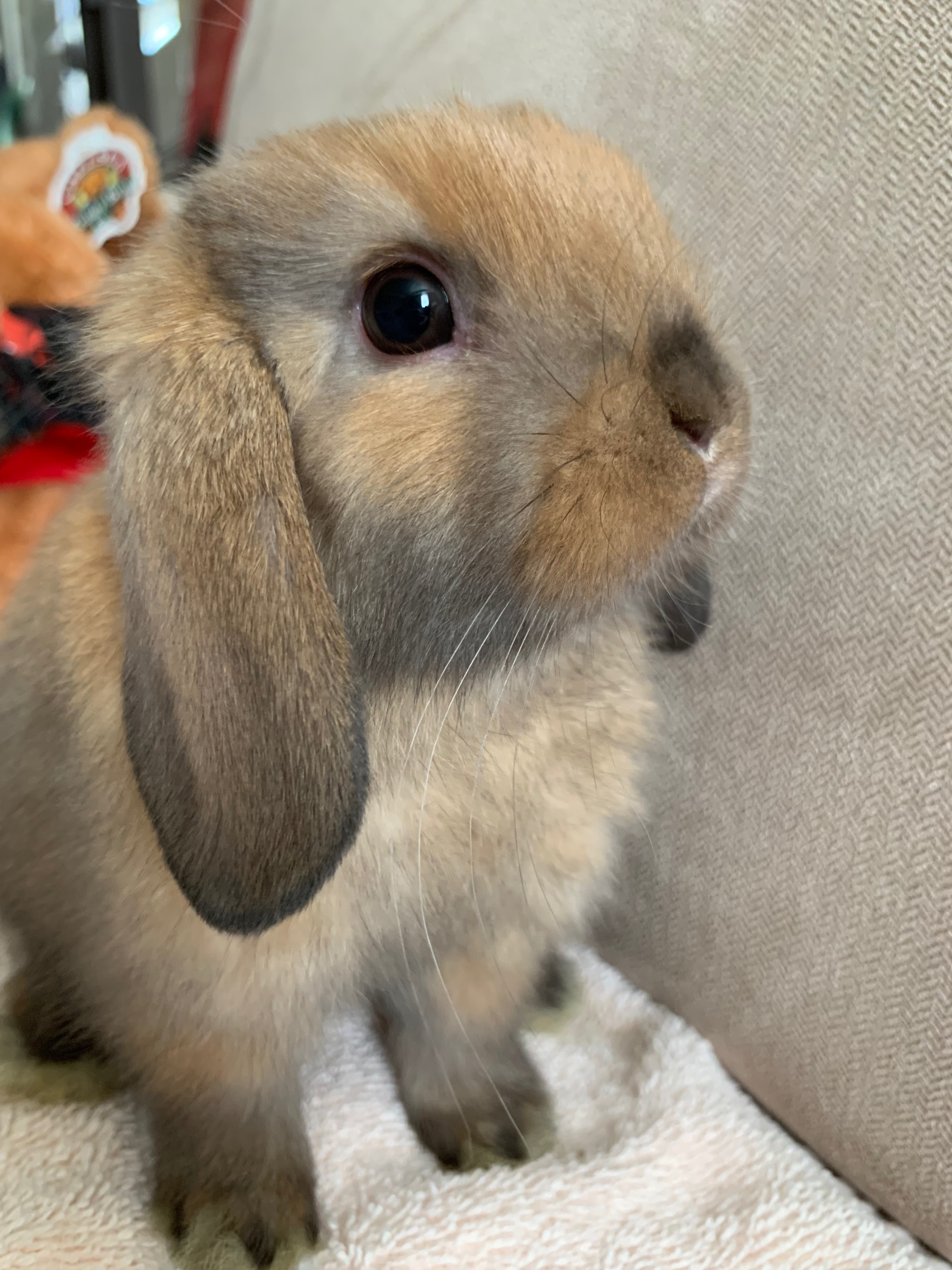 Chewy aka Chewbacca, a Adoptable mixed breed image 2/8