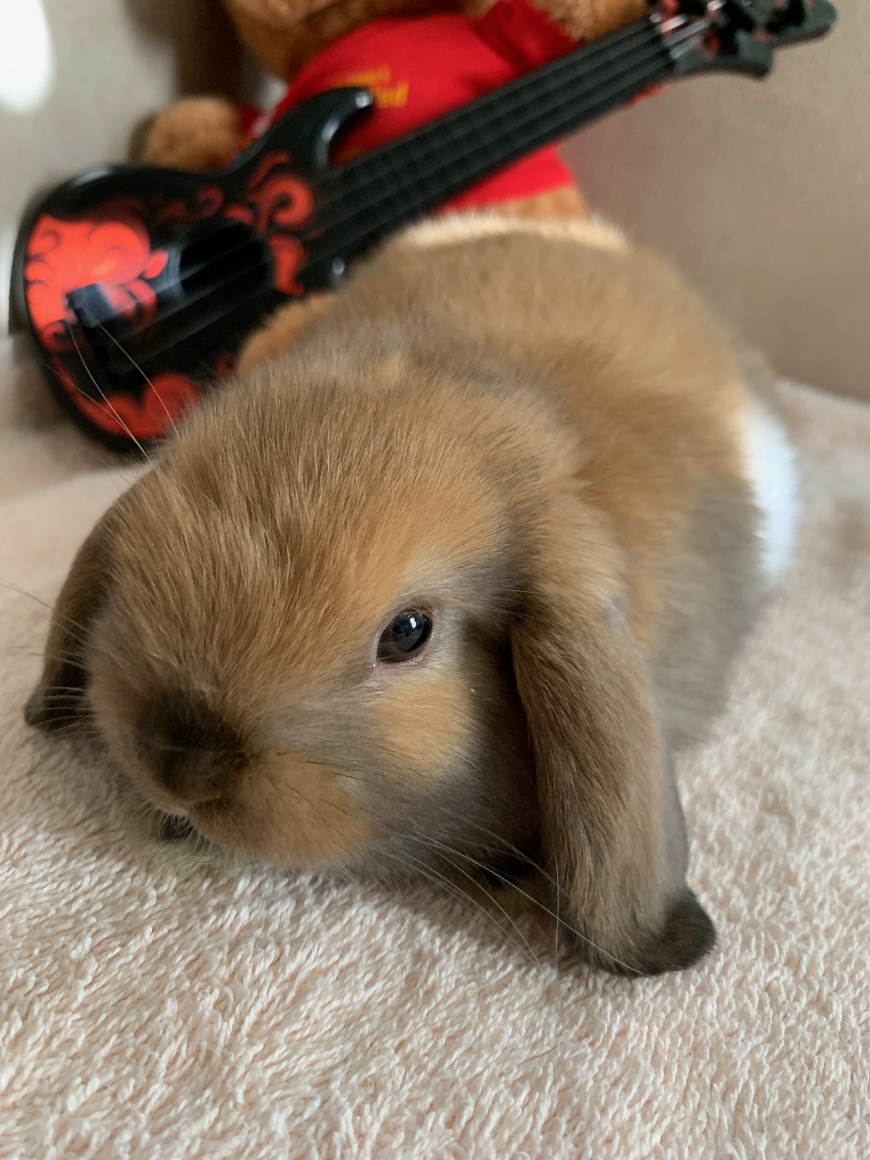 Chewy aka Chewbacca, a Adoptable mixed breed image 3/8