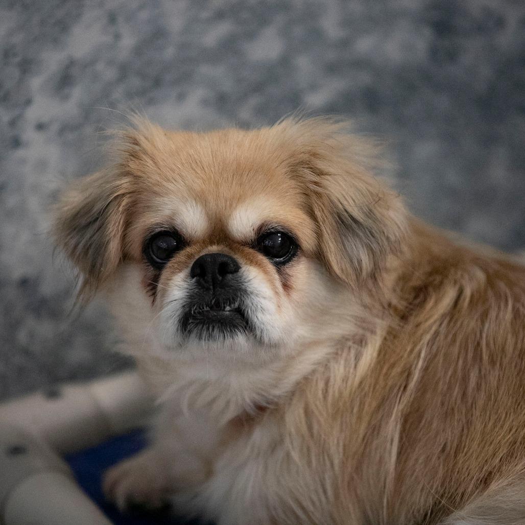 Enlarge Beauty (AG26-195), a Adoptable Pekingese in Peyton, CO image 1/6