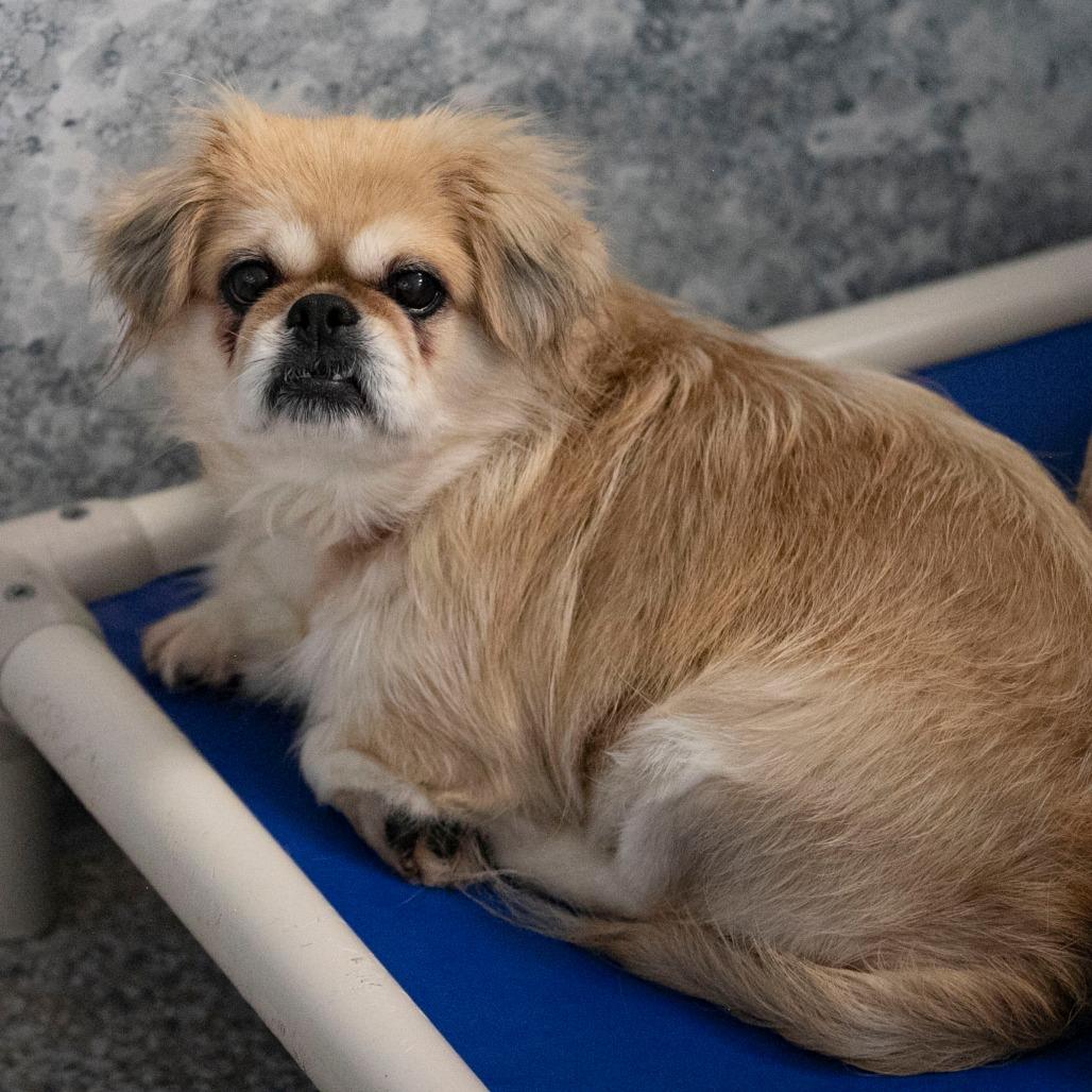 Enlarge Beauty (AG26-195), a Adoptable Pekingese in Peyton, CO image 2/6
