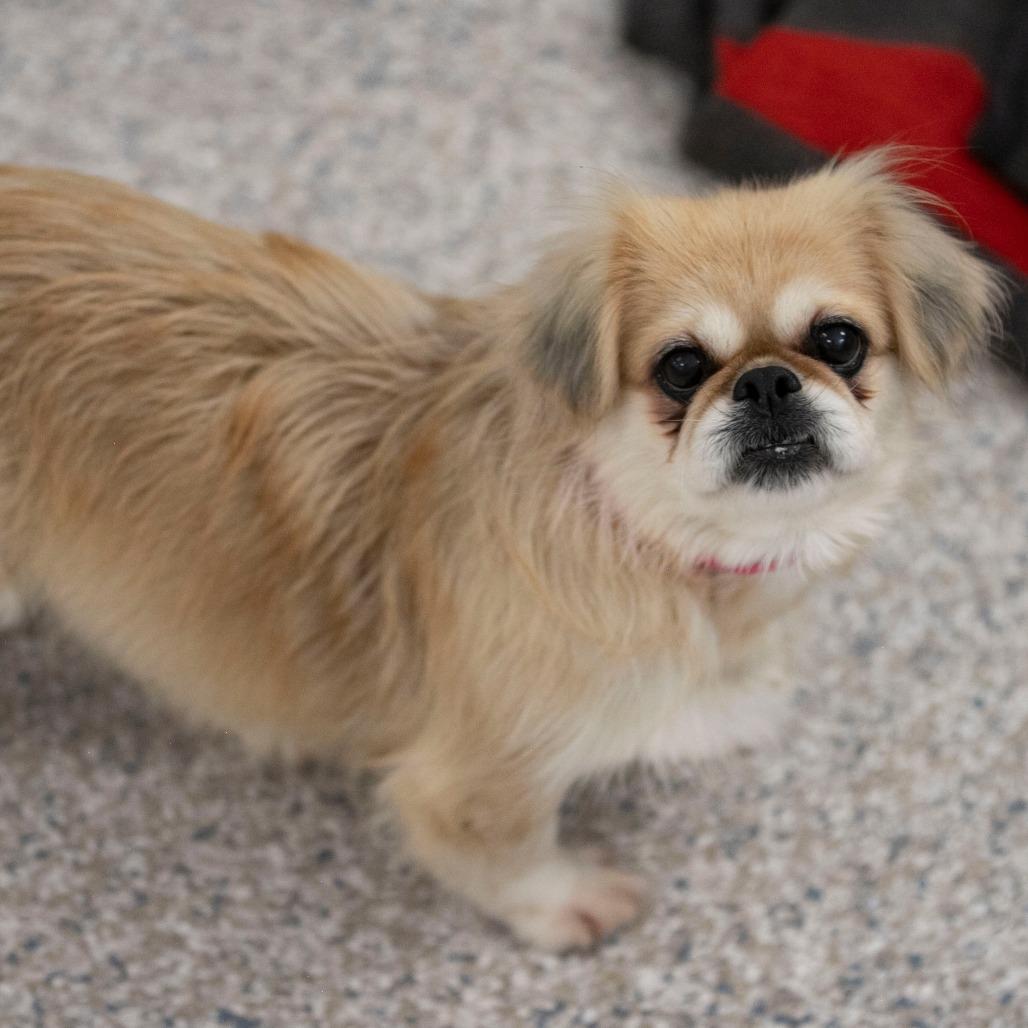 Enlarge Beauty (AG26-195), a Adoptable Pekingese in Peyton, CO image 3/6