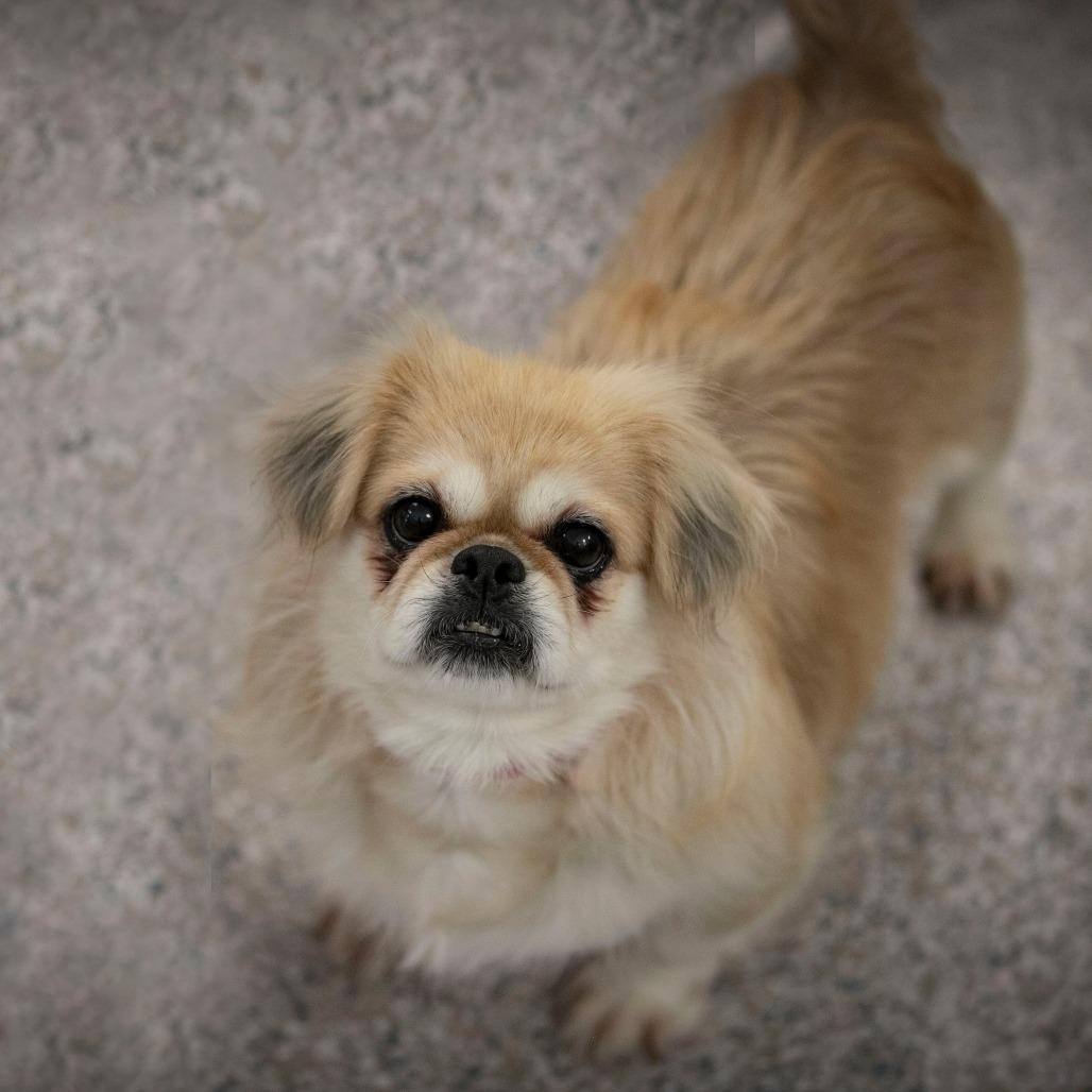 Enlarge Beauty (AG26-195), a Adoptable Pekingese in Peyton, CO image 4/6