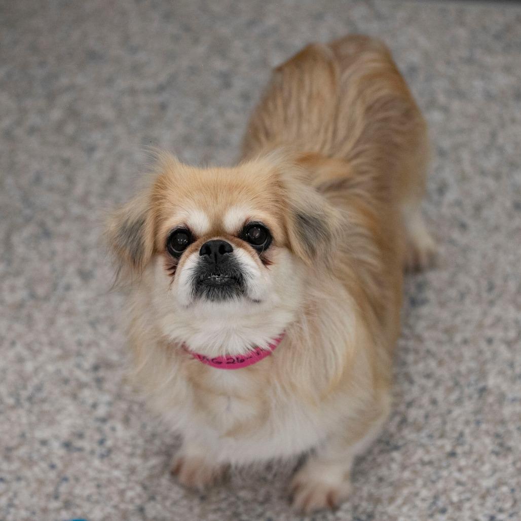Enlarge Beauty (AG26-195), a Adoptable Pekingese in Peyton, CO image 5/6