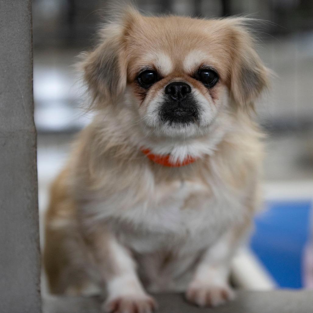 Enlarge Beauty (AG26-195), a Adoptable Pekingese in Peyton, CO image 6/6