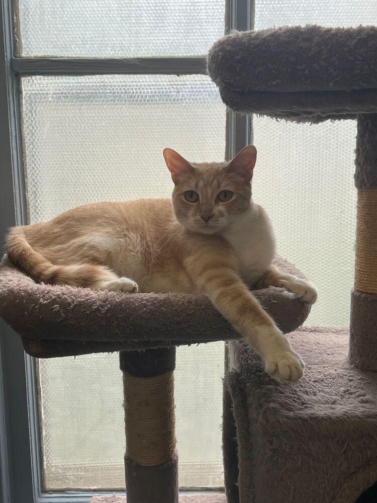 Enlarge Maddy, a Adoptable Domestic Short Hair in McPherson, KS image 2/6