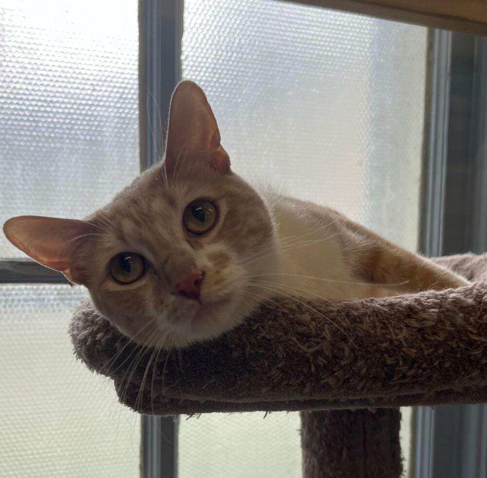 Enlarge Maddy, a Adoptable Domestic Short Hair in McPherson, KS image 2/6