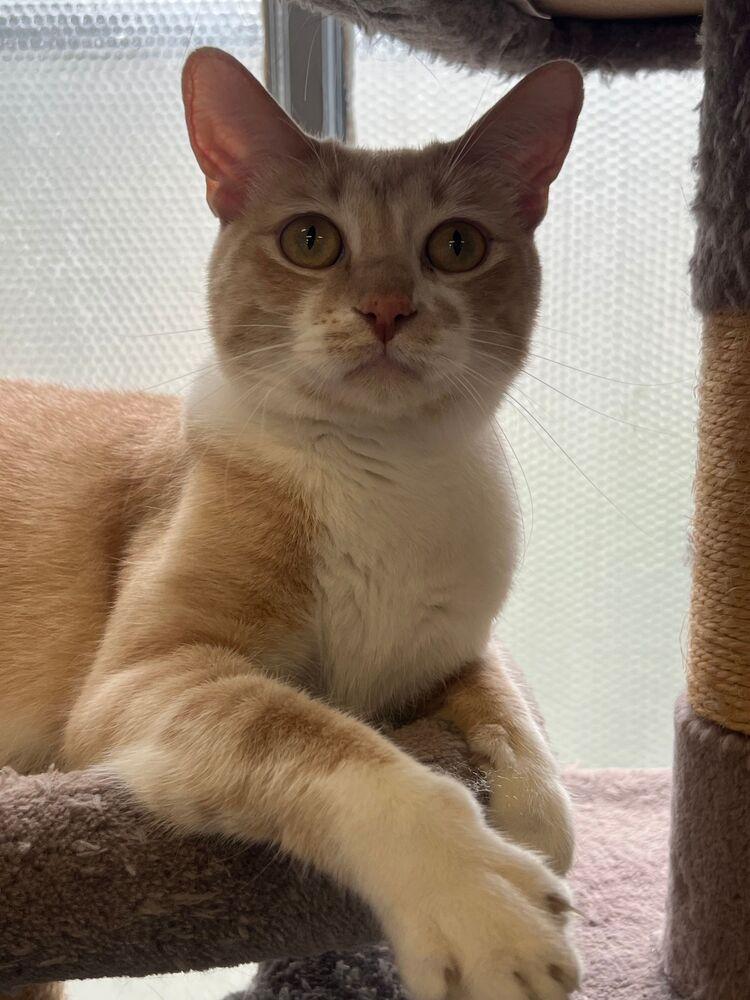 Enlarge Maddy, a Adoptable Domestic Short Hair in McPherson, KS image 4/6