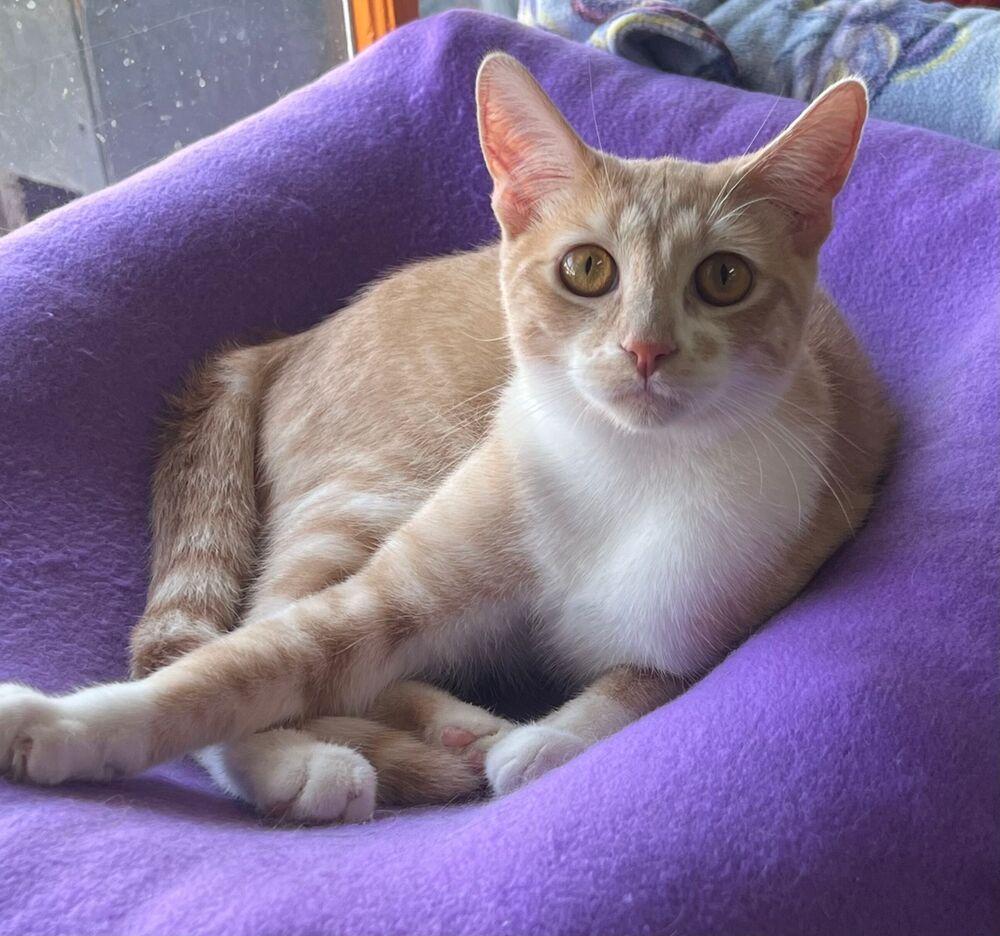 Enlarge Maddy, a Adoptable Domestic Short Hair in McPherson, KS image 3/6